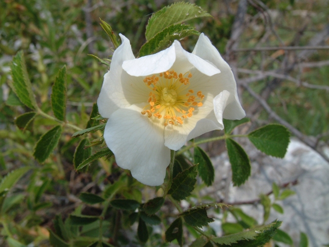 rosa sempervirens?